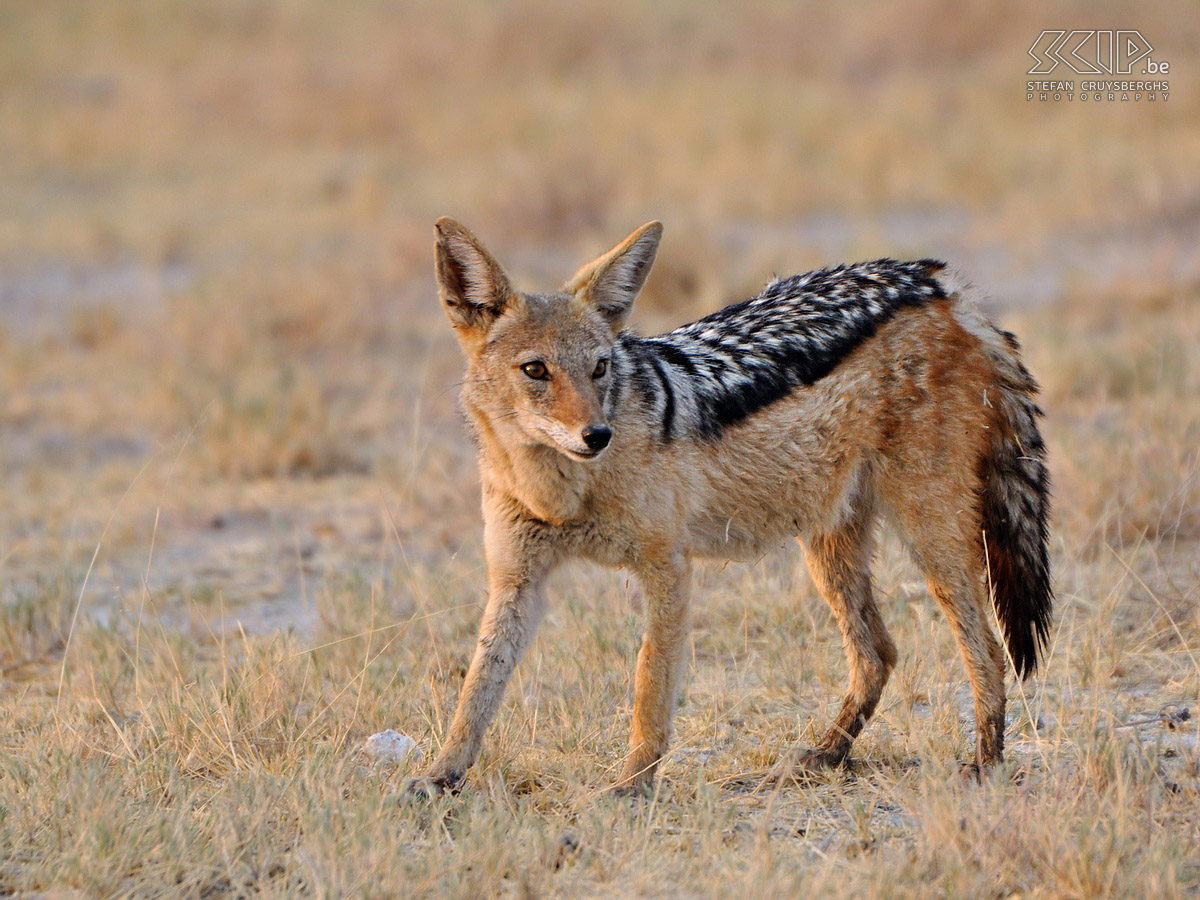 Etosha - Black-backed Jackal The amazing national park Etosha is one of the largest nature parks in southern Africa and during the dry season large numbers of game can be found near the waterholes. In the early morning we spotted a black-backed jackal (Canis mesomelas). Stefan Cruysberghs